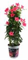 Bild von KP19 Sundaville Tower Roze Cream